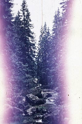 Lush pine forest scene with a winding stream flowing over rocky terrain. The photograph exhibits a strong purple/magenta colo...
