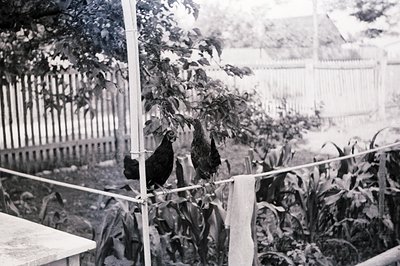 Two black hens perch on a clothesline extending between a metal post and a weathered wooden fence in a backyard setting. A pa...