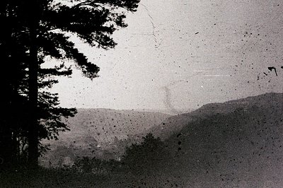 A partially obscured landscape view, featuring a dark, silhouetted pine tree in the foreground. Gentle hills and distant moun...