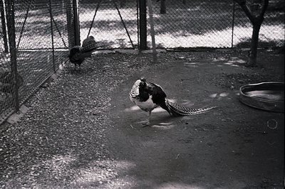 A male pheasant displays elaborate plumage within a fenced enclosure. The ground is covered with gravel and sparse vegetation...
