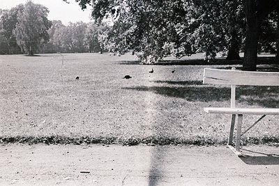 A park scene, featuring a weathered wooden bench prominently positioned on the right side, alongside a grassy expanse dotted ...