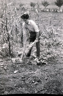 A man in workwear, appearing to be a farmer, tends a field of corn using a hand tool. The scene features dense foliage and a ...
