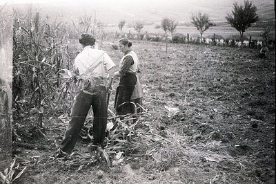 A rural scene depicting a man and woman in work clothes harvesting corn in a field. The man wears suspenders, while the woman...