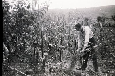 A man in work clothes tends to a field of tall plants, possibly corn or sorghum, using a hand tool. The landscape suggests a ...