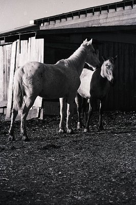 Two draft horses in a barn stall, likely mid-20th century. Lighting suggests vintage black-and-white photography. Sturdy wood...