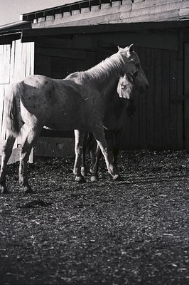 A black-and-white photograph of two horses in a stable setting, likely mid-20th century. The adult horse stands beside a foal...