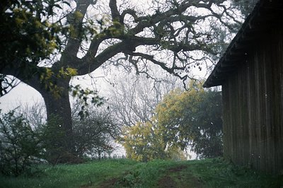 Misty autumn scene featuring dense foliage framing a weathered wooden structure. Overcast skies and damp leaves suggest recen...