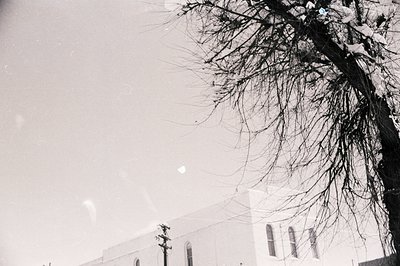 Black-and-white urban scene featuring a bare tree branch framing a building’s facade. Architectural details include arched wi...