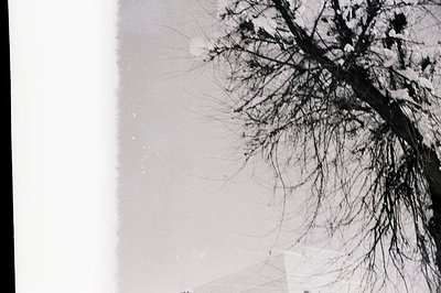 Black-and-white close-up of bare tree branches against a light sky, likely mid-winter. The stark contrast highlights intricat...