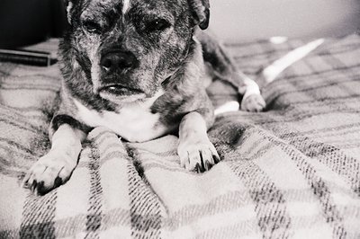 Black-and-white portrait of a relaxed bulldog resting on a textured plaid blanket. Soft focus highlights expressive facial fe...