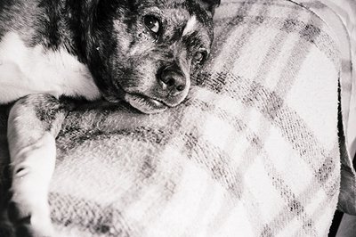 Black-and-white portrait of a small, attentive dog resting on a plush cushion. Soft fur contrasts with the textured fabric. I...