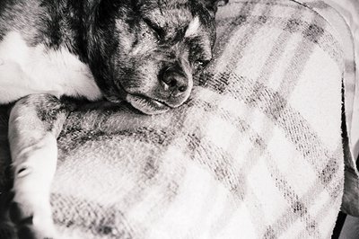 Black-and-white portrait of a small, curly-haired dog resting on a plush cushion. The dog’s relaxed posture and soft fur cont...