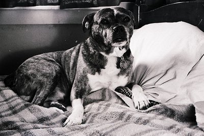 Classic black-and-white portrait of a bulldog resting on a bed, likely mid-20th century. The dog’s wrinkled face and relaxed ...