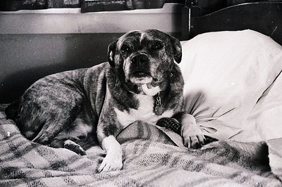 Mid-20th century black-and-white portrait of a bulldog resting on a bed with a floral-patterned pillow. The dog’s wrinkled fa...
