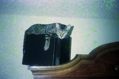 A kitten perches atop a vintage black suitcase on a carved wooden staircase, peering curiously. The suitcase’s brass handle a...