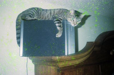 Gray tabby cat perched on a curved wooden ledge, mid-leap toward a black laptop. Indoor setting with blurred, textured wall. ...