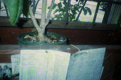 Vintage indoor scene featuring a potted bonsai tree on a wooden surface beside an open book with faded text. Green foliage an...