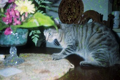 Vintage-style indoor shot of a gray tabby cat exploring a reflective surface. Decor includes a floral arrangement with pink a...
