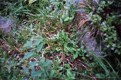 Vintage Polaroid-style shot of dense, overgrown foliage with ferns, moss, and dried leaves. Soft focus and slight color bleac...