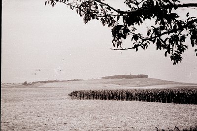 A wide, undulating landscape featuring a dense row of trees and a distant, tree-covered hill. A branch frames the upper left,...
