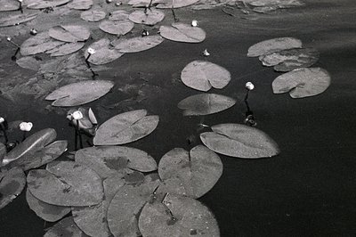 Monochrome photograph depicting a pond filled with lily pads and several blooming lilies. The circular leaves float on dark w...
