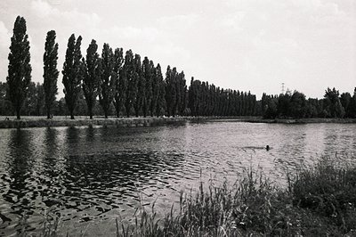 A serene lakeside scene. Tall, slender poplar trees line the far bank, reflected in the still water. A single swimmer is visi...