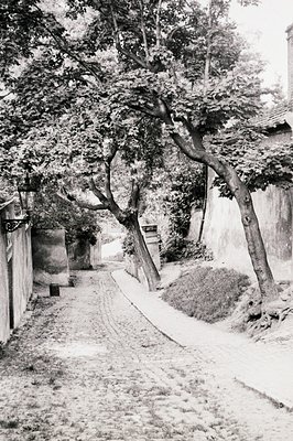 A narrow, cobbled street slopes upwards between stone walls, flanked by mature trees with gracefully curved branches. An anti...
