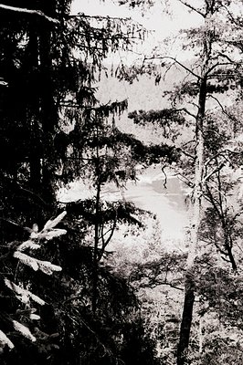 Dramatic, high-contrast view through a dense grove of coniferous trees; a distant, snow-covered landscape visible beyond. Lik...