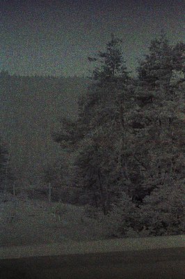 A nighttime landscape shows a dense stand of tall evergreen trees silhouetted against a dimly lit sky. The foreground feature...