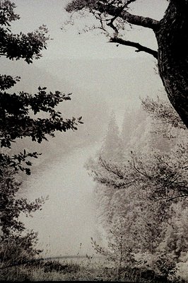 A monochromatic landscape shows a dense forest extending to a horizon obscured by mist or fog. Branches frame the scene, enha...