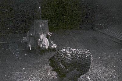 A monochrome image shows a bird, likely a chicken or similar fowl, perched on a weathered tree stump. Background features fen...