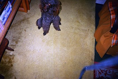 A small, dark-furred dog appears to be suspended mid-air against a textured, beige carpet. Visible in the frame are portions ...