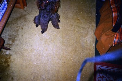 A dark, fluffy dog appears to be suspended mid-air against a beige carpet background. A portion of an orange and red patterne...