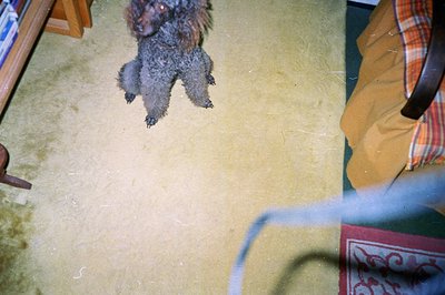 A fluffy, dark-furred dog is suspended mid-air, captured during a playful jump over a textured, mustard-yellow rug. A portion...