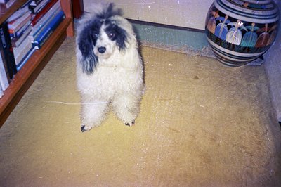 A fluffy, black and white dog sits on a thick, yellow shag carpet. A bookshelf with visible books sits to the left, and a dec...