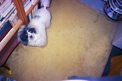 A small, fluffy, black and white dog sits on a yellow patterned rug, appearing to look up. A wooden shelf filled with books i...
