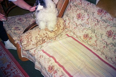 A fluffy, cream-colored dog with dark markings sits on an ornate, floral-patterned sofa. The sofa exhibits a dated, possibly ...