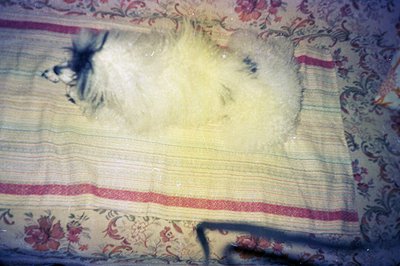 A fluffy, cream-colored dog rests on a floral-patterned quilt, partially obscured by shadows. The floral design has pink and ...