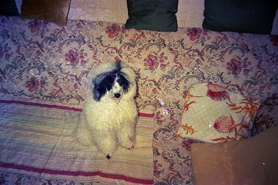 A fluffy, white poodle with dark markings sits prominently on a patterned bedspread. The floral design includes pink and oran...