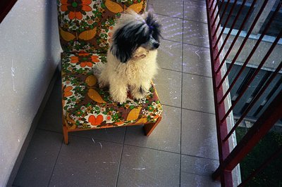 A fluffy, black and white dog sits squarely on a patterned armchair with a bold floral design. The setting appears to be an a...