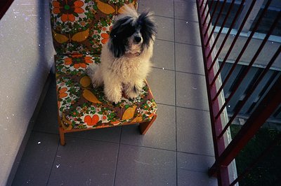 A fluffy, black and white dog sits on a vintage armchair with a vibrant floral pattern. The scene is set on a tiled balcony w...
