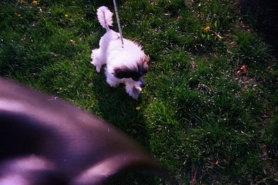 A white and black Shih Tzu playfully trots through a vibrant green lawn, leashed and viewed from a low angle. The image appea...