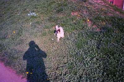 A small, fluffy white and tan dog playfully jumps through a grassy lawn, centered in the composition. A shadow of a person ho...
