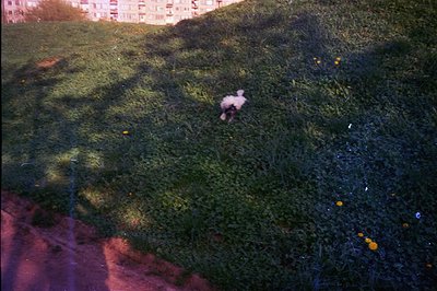 A young boy, partially obscured by shadow, stands in a grassy area with scattered wildflowers. A multi-story apartment buildi...