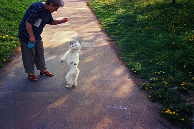 A woman in wide-leg trousers and patterned top is interacting with a small, fluffy dog on a paved pathway lined with dandelio...
