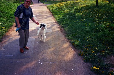 A woman in a patterned blouse and sandals walks along a paved path with a fluffy white poodle on a blue leash. Lush greenery ...