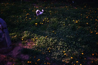 A small, fluffy white dog stands within a field of vibrant yellow wildflowers under low-light conditions. A portion of a ston...