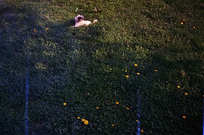 Aerial view depicts a person lying in tall, dark green grass dotted with vibrant yellow wildflowers. The scene appears dimly ...