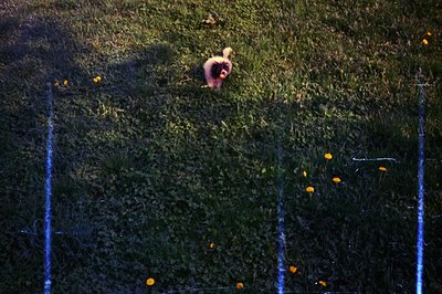 High-angle view of a small, fluffy dog exploring a grassy area at dusk. Sparse dandelion blossoms and faint light trails sugg...