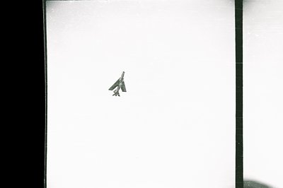 A black and white image depicting a single, stylized pine tree against a stark white background. The tree’s shape is minimali...